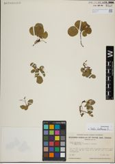 Foto von Salix herbacea L.